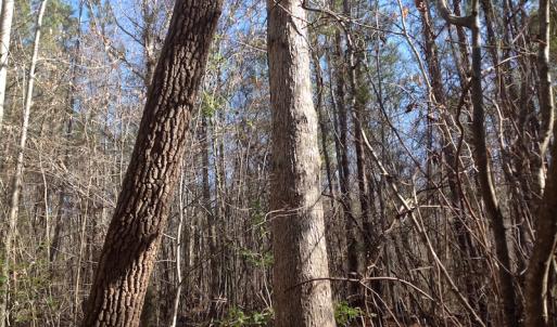 Photo of SOLD!  62 Acres of Hunting Land with Home Site For Sale in Suffolk Virginia!