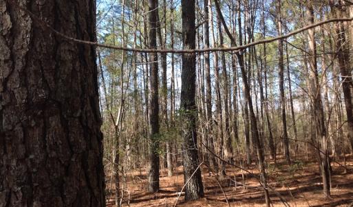 Photo of SOLD!  62 Acres of Hunting Land with Home Site For Sale in Suffolk Virginia!