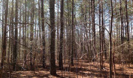 Photo of SOLD!  62 Acres of Hunting Land with Home Site For Sale in Suffolk Virginia!