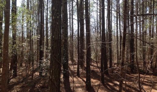 Photo of SOLD!  62 Acres of Hunting Land with Home Site For Sale in Suffolk Virginia!