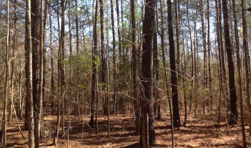 Photo of SOLD!  62 Acres of Hunting Land with Home Site For Sale in Suffolk Virginia!