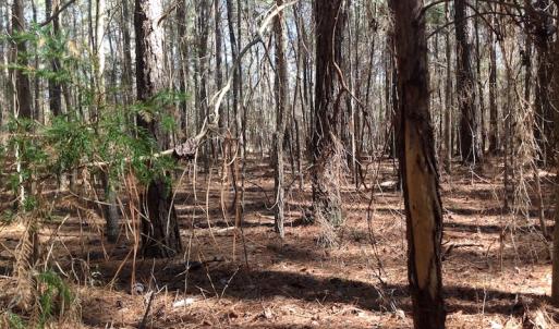Photo of SOLD!  62 Acres of Hunting Land with Home Site For Sale in Suffolk Virginia!