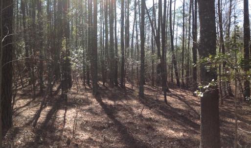 Photo of SOLD!  62 Acres of Hunting Land with Home Site For Sale in Suffolk Virginia!