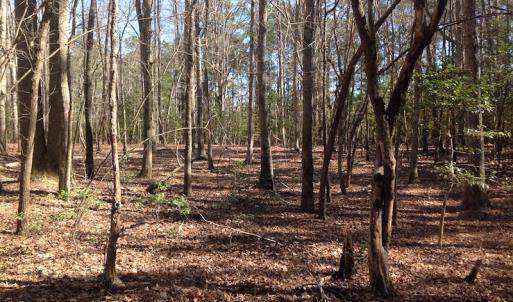 Photo of SOLD!  62 Acres of Hunting Land with Home Site For Sale in Suffolk Virginia!
