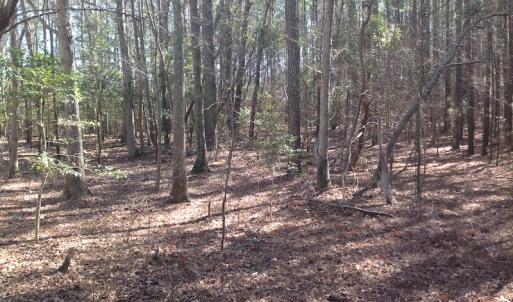Photo of SOLD!  62 Acres of Hunting Land with Home Site For Sale in Suffolk Virginia!