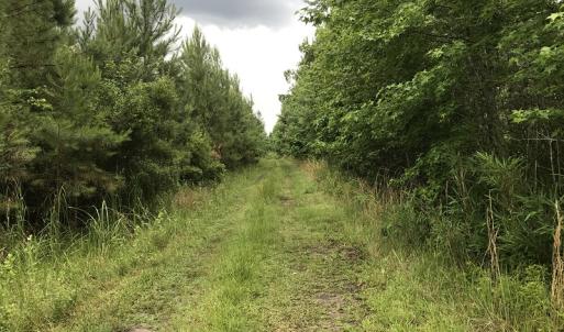 Photo of UNDER CONTRACT!  46 Acres of Timber and Hunting Land for Sale in Columbus County NC!