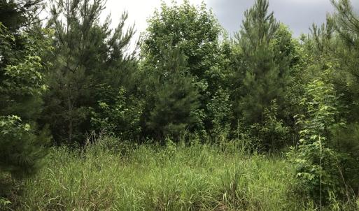 Photo of UNDER CONTRACT!  46 Acres of Timber and Hunting Land for Sale in Columbus County NC!