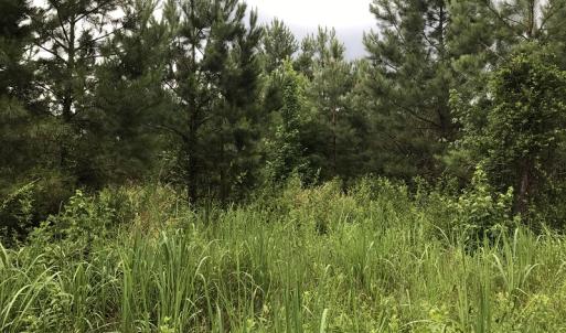 Photo of UNDER CONTRACT!  46 Acres of Timber and Hunting Land for Sale in Columbus County NC!