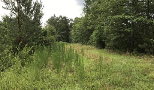 Photo of UNDER CONTRACT!  46 Acres of Timber and Hunting Land for Sale in Columbus County NC!