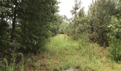 Photo of UNDER CONTRACT!  46 Acres of Timber and Hunting Land for Sale in Columbus County NC!