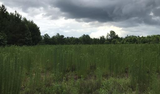 Photo of UNDER CONTRACT!  46 Acres of Timber and Hunting Land for Sale in Columbus County NC!