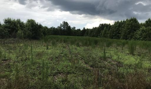 Photo of UNDER CONTRACT!  46 Acres of Timber and Hunting Land for Sale in Columbus County NC!