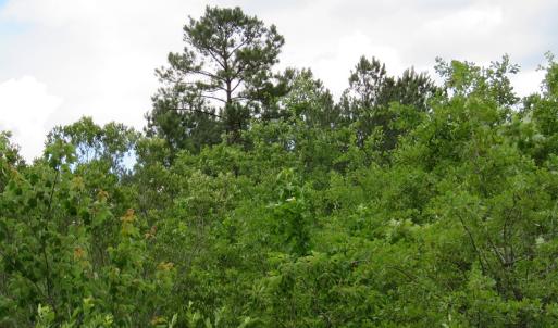 Photo of UNDER CONTRACT!  28 Acres of Hunting and Timber Land for Sale in Duplin County NC!