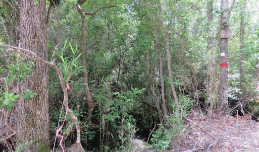 Photo of UNDER CONTRACT!  28 Acres of Hunting and Timber Land for Sale in Duplin County NC!