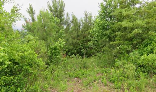 Photo of UNDER CONTRACT!  28 Acres of Hunting and Timber Land for Sale in Duplin County NC!