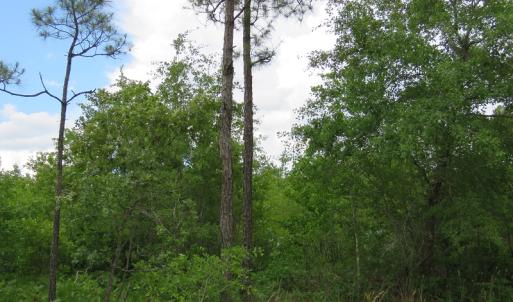 Photo of UNDER CONTRACT!  28 Acres of Hunting and Timber Land for Sale in Duplin County NC!