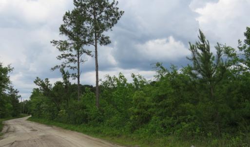 Photo of UNDER CONTRACT!  28 Acres of Hunting and Timber Land for Sale in Duplin County NC!
