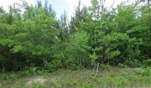 Photo of UNDER CONTRACT!  28 Acres of Hunting and Timber Land for Sale in Duplin County NC!