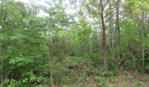 Photo of UNDER CONTRACT!  28 Acres of Hunting and Timber Land for Sale in Duplin County NC!