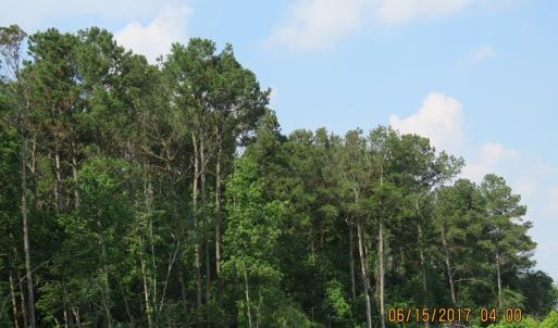 Photo of SOLD!  38 Acres of Hunting and Timber Land for Sale in Duplin County NC!