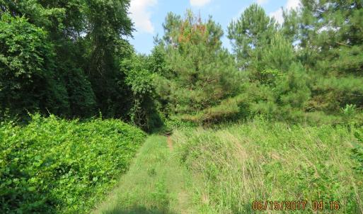 Photo of SOLD!  38 Acres of Hunting and Timber Land for Sale in Duplin County NC!