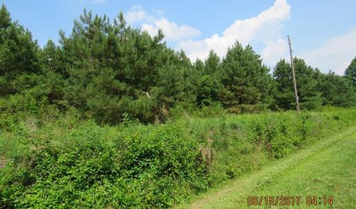 Photo of SOLD!  38 Acres of Hunting and Timber Land for Sale in Duplin County NC!