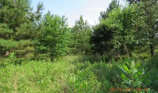 Photo of SOLD!  38 Acres of Hunting and Timber Land for Sale in Duplin County NC!