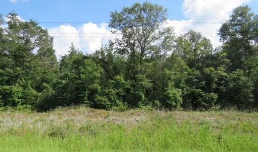 Photo of UNDER CONTRACT!  101 Acres of Timber Land For Sale in Sampson County NC!