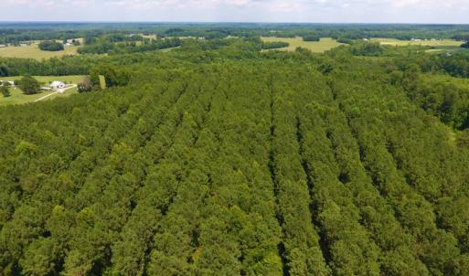 Photo of SOLD!  30 Acres of Hunting and Timber Land For Sale in Warren County NC!