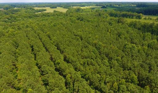 Photo of SOLD!  30 Acres of Hunting and Timber Land For Sale in Warren County NC!