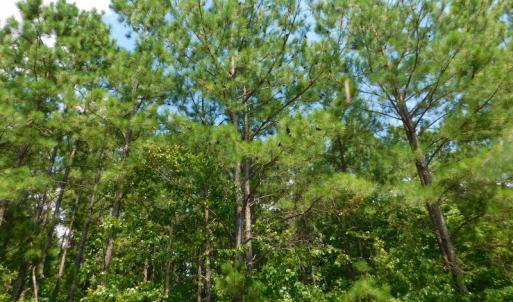 Photo of SOLD!  30 Acres of Hunting and Timber Land For Sale in Warren County NC!