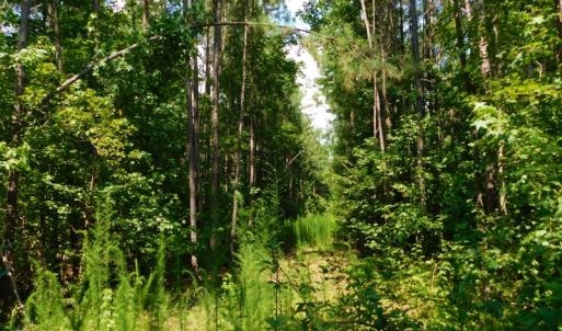 Photo of SOLD!  30 Acres of Hunting and Timber Land For Sale in Warren County NC!