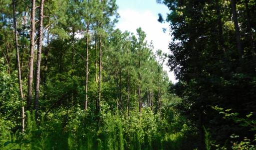 Photo of SOLD!  30 Acres of Hunting and Timber Land For Sale in Warren County NC!