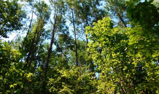 Photo of SOLD!  30 Acres of Hunting and Timber Land For Sale in Warren County NC!