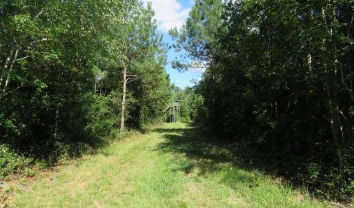Photo of UNDER CONTRACT!  28 Acres of Hunting Land For Sale in Pender County NC!