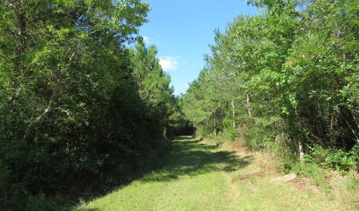 Photo of UNDER CONTRACT!  28 Acres of Hunting Land For Sale in Pender County NC!