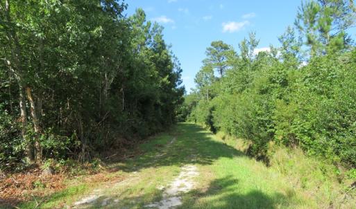 Photo of UNDER CONTRACT!  28 Acres of Hunting Land For Sale in Pender County NC!