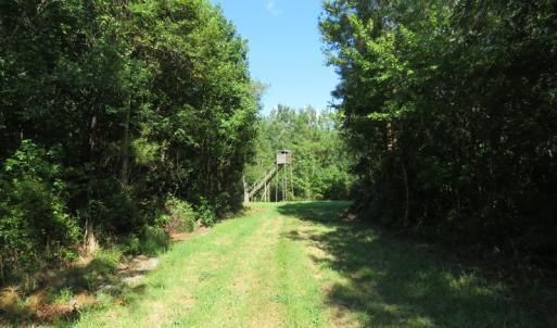 Photo of UNDER CONTRACT!  28 Acres of Hunting Land For Sale in Pender County NC!