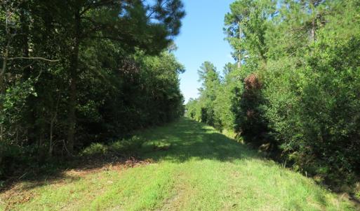 Photo of UNDER CONTRACT!  28 Acres of Hunting Land For Sale in Pender County NC!