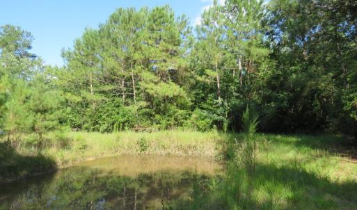 Photo of UNDER CONTRACT!  28 Acres of Hunting Land For Sale in Pender County NC!