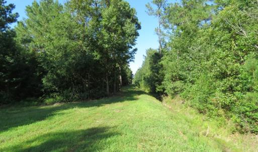 Photo of UNDER CONTRACT!  28 Acres of Hunting Land For Sale in Pender County NC!