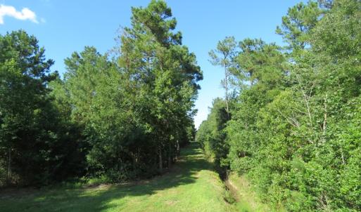 Photo of UNDER CONTRACT!  28 Acres of Hunting Land For Sale in Pender County NC!
