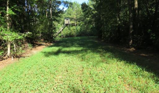 Photo of UNDER CONTRACT!  28 Acres of Hunting Land For Sale in Pender County NC!