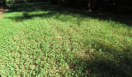 Photo of UNDER CONTRACT!  28 Acres of Hunting Land For Sale in Pender County NC!