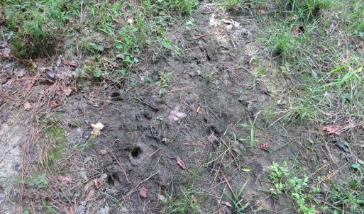 Photo of UNDER CONTRACT!  28 Acres of Hunting Land For Sale in Pender County NC!