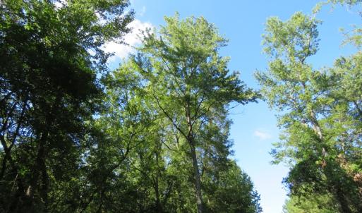 Photo of UNDER CONTRACT!  28 Acres of Hunting Land For Sale in Pender County NC!