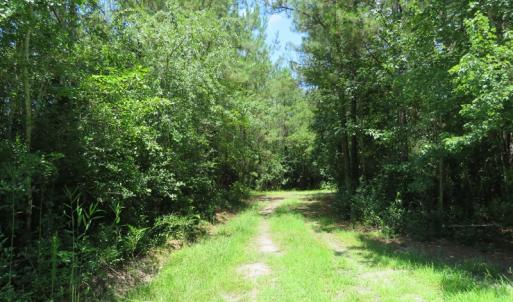 Photo of UNDER CONTRACT!  28 Acres of Hunting Land For Sale in Pender County NC!