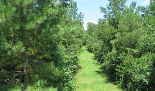 Photo of UNDER CONTRACT!  28 Acres of Hunting Land For Sale in Pender County NC!