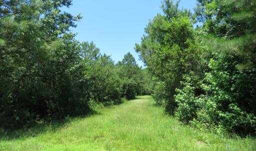 Photo of UNDER CONTRACT!  28 Acres of Hunting Land For Sale in Pender County NC!
