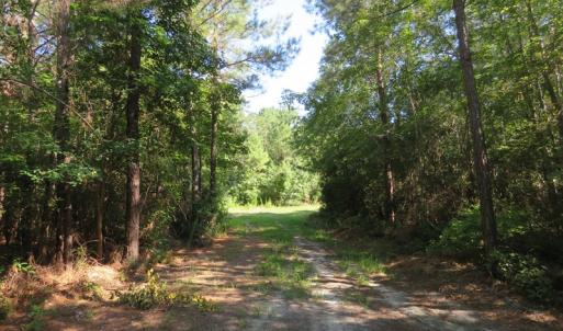 Photo of UNDER CONTRACT!  28 Acres of Hunting Land For Sale in Pender County NC!